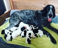 Braque d'Auvergne Puppies for sale in United States. price: NA