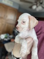 Braque du Bourbonnais Puppies for sale in Steilacoom, WA, USA. price: $1,000