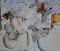 Braque du Bourbonnais Puppies for sale in Lincoln, Nebraska. price: NA