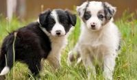 Braque Francais Puppies Photos