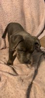 Braque Saint-Germain Puppies for sale in Louisville, KY, USA. price: $650