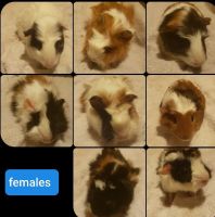Brazilian Guinea Pig Rodents for sale in Guthrie, OK, USA. price: $20