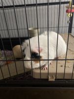 Brazilian Guinea Pig Rodents for sale in Londonderry, NH 03038, USA. price: $200
