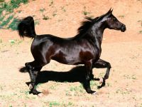 Brazilian Sport Horse Horses Photos
