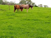 Brazilian Sport Horse Horses Photos