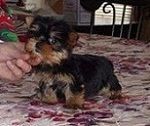 Brazilian Terrier Puppies for sale in Texas City, TX, USA. price: $300