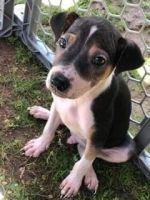 Brazilian Terrier Puppies for sale in 1441 Ahonui St, Honolulu, HI 96819, USA. price: $800