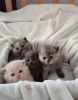 British Longhair Cats for sale in Orange Park, FL 32073, USA. price: $800