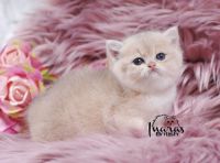 British Longhair Cats for sale in Los Angeles, California. price: $2,000