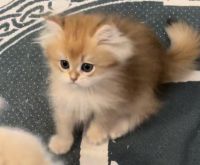 British Longhair Cats for sale in Gilbert, AZ 85296, USA. price: $1,500