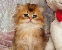 British Longhair Cats for sale in Los Angeles, California. price: $1,800