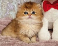British Longhair Cats Photos