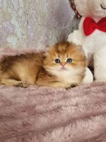 British Longhair Cats Photos