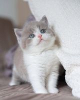 British Longhair Cats for sale in Bethany Beach, Delaware. price: $500