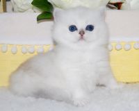 British Longhair Cats for sale in Newport Beach, California. price: $1,900
