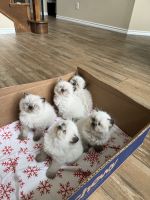 British Longhair Cats for sale in Fort Worth, Texas. price: $1,500