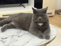 Britisch LanghaarKatzenzu verkaufen in 45 Mülheim an der Ruhr, Deutschland. Preis: 50 EUR