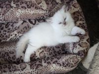 British Longhair Cats for sale in SC-160, Fort Mill, SC, USA. price: $250