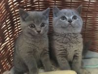 British Longhair Cats for sale in North Carolina Central University, Durham, NC, USA. price: $700