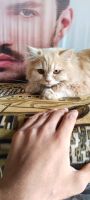 British Semi-Longhair Cats Photos