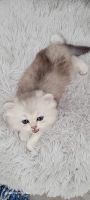 British Semi-Longhair Cats for sale in Gilbert, AZ 85296, USA. price: $1,500