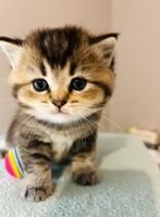 British Semi-Longhair Cats for sale in Geneva, Switzerland. price: 1,500 CHF