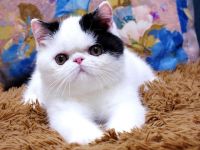 British Shorthair Cats for sale in New York, NY, USA. price: $700