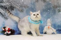 British Shorthair Cats for sale in Jacksonville, FL, USA. price: $1,600