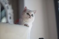 British Shorthair Cats for sale in Manhattan, New York, NY, USA. price: NA