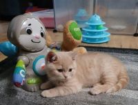 British Shorthair Cats for sale in Hollywood, Los Angeles, CA, USA. price: $400