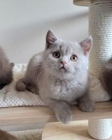 British Shorthair Cats for sale in South Bay, CA, USA. price: $700