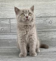 British Shorthair Cats for sale in Raleigh, NC, USA. price: NA