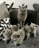 British Shorthair Cats for sale in New York, NY, USA. price: $425