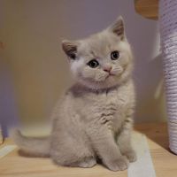 Super Cute Exotic British Shorthair Kittens