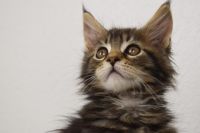 British Shorthair Cats Photos
