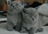 British Shorthair Cats for sale in Atlanta, GA, USA. price: $500