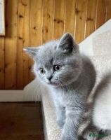 British Shorthair Cats for sale in Los Angeles, California. price: $360