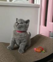 British Shorthair Cats for sale in Miami Beach, Florida. price: $499