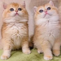 British Shorthair Cats for sale in Buena Park, CA, USA. price: $1,800
