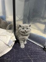 British Shorthair Cats for sale in Los Angeles, California. price: $550