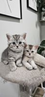 British Shorthair Cats for sale in Indianapolis, Indiana. price: $550
