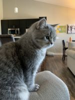 British Shorthair Cats for sale in Green Bay, Wisconsin. price: NA