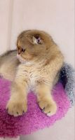 British Shorthair Cats for sale in Salyersville, KY 41465, USA. price: $500