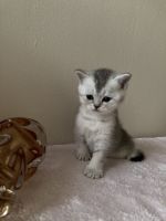 British Shorthair Cats for sale in Brooklyn, New York. price: $1,100