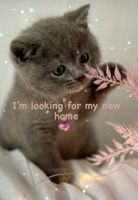 British Shorthair Cats for sale in Liverpool, New South Wales. price: $1,800