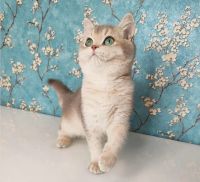 British Shorthair Cats for sale in Fairfax, Virginia. price: $2,000