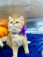 British Shorthair Cats for sale in Fairfax, VA, USA. price: $1,300