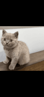 British Shorthair Cats for sale in Condell Park, New South Wales. price: $1,500