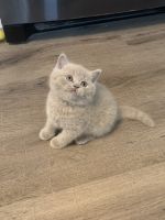 British Shorthair Cats Photos
