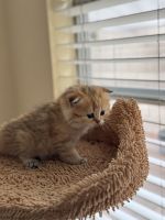 British Shorthair Cats for sale in Gilbert, AZ 85296, USA. price: $1,600